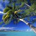 Bended Palm Tree on Marlon Brando's Private Atoll, Tйtiaroa Atoll, Society Island, French Polynesia