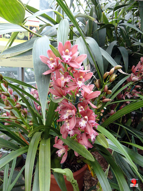 Orchids - Cymbidium Fairy Wand 'Bewitched' - Orchidaceae SC20121208 156
