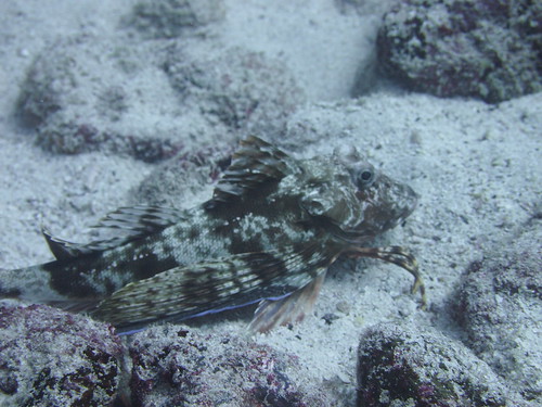  The Galapagos Batfish that hops along the bottom of the ocean
