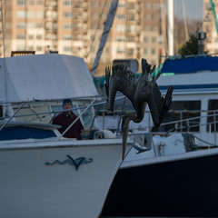 Pelicans in Victoria Dec 2012