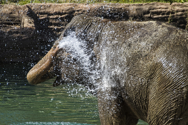 LA Zoo elephant