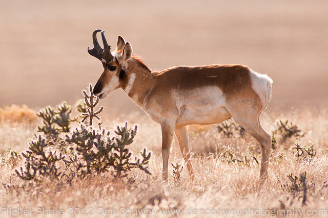Northern Pronghorn Antelope