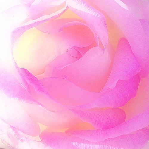Good morning  今日の勤務は長いよ〜  眠気と一緒に ☆⌒Y⌒ヽ(o`･ω･)ﾉｨｯﾃｷﾏｰｽ  #バラ #薔薇 #rose #may_rose #秋バラ祭り2012 #kokohana #hana #flower #花 #floweroftheday #insta_pick_blossoms #ザ花部 #フォトサプリ #photooftheday #iphoneography #iphoneonly #instagramer #webstagram