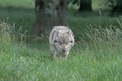 WOLF EUROPEAN GRAY. Canis lupus.