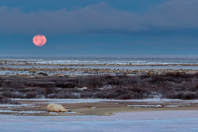 Moon Setting and Sleeping Polar Bear