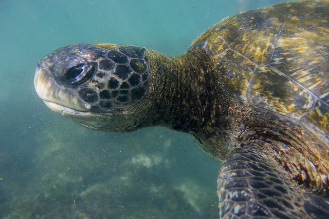 Galapagos Reptiles: Green Sea Turtle