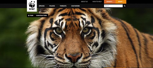 WWF Website by Megan Lorenz