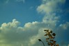 327/366: Sky in autumn