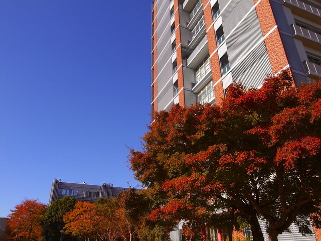 Tree and building in autumn
