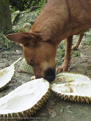 happy dog enjoying durian R0019791 copy