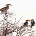 Yellow-billed hornbills