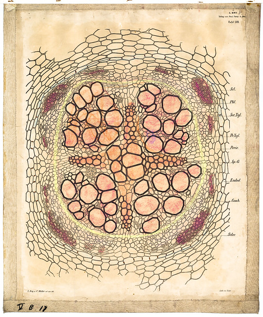 Root Transverse Section