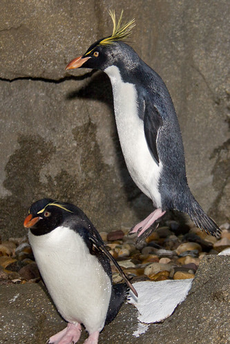 Hopping penguin by begineerphotos