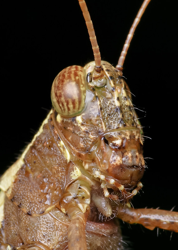 [IMGP0392-pp] Grasshopper