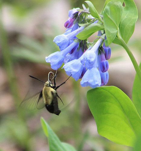 Hummingbird Moth and Virginia Bluebells by Tamme's Photos