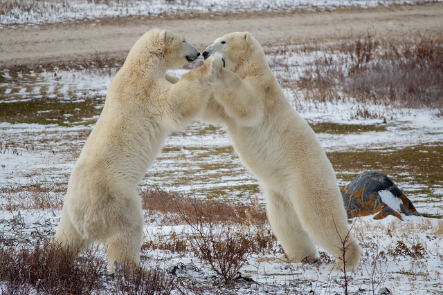 Wild Polar Bears in Churchill