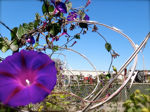 morning glories and razor wire @ NIMBY