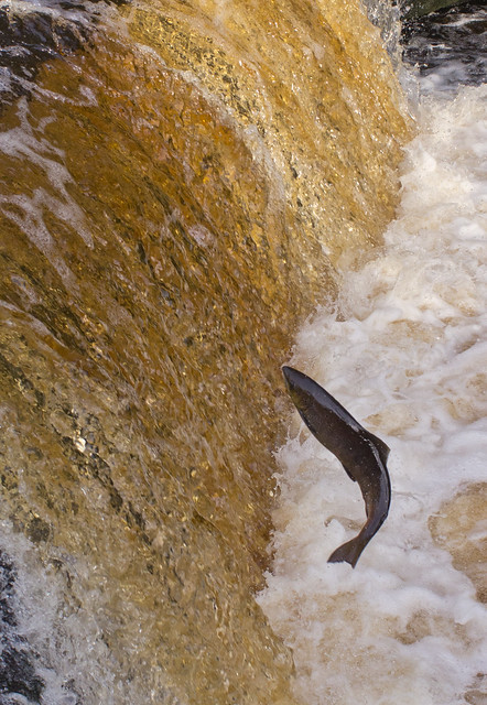 salmon leaping-5