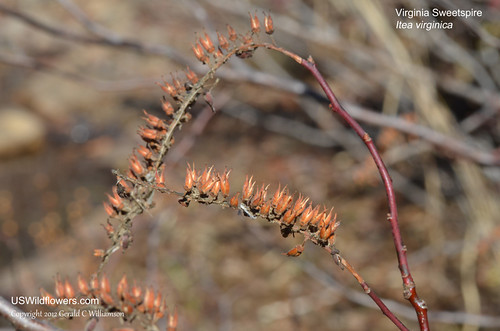 Virginia Sweetspire Seedpods - Itea virginica