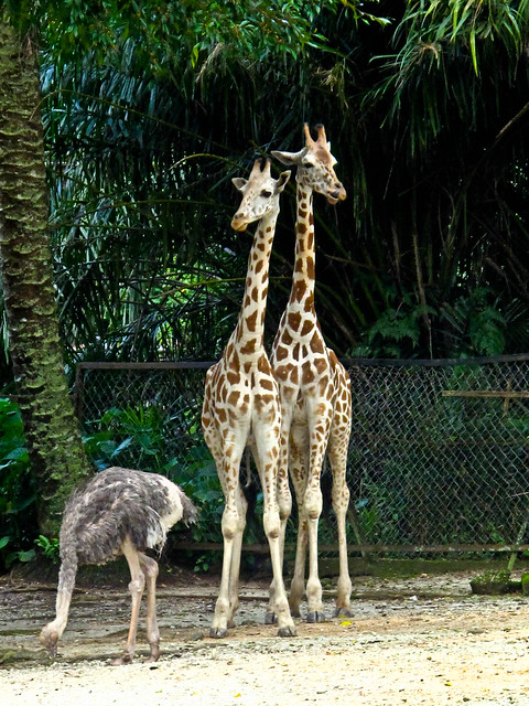 IMG_1520 Giraffes and ostrich