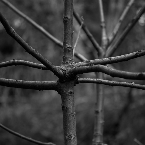 Branched by b2witte