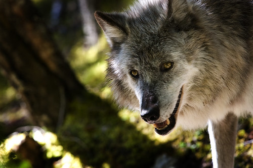 Grey Wolf (Canada) by doublejwebers