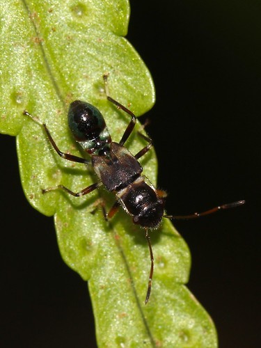 Ant-mimicking Hemipteran nymph uid 5253