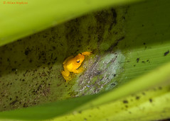 Guyana Amphibians Nov - Dec 2012