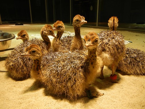 week old ostriches at Cal Academy - 5