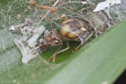 weaver ant queen and her colony and pupae IMG_1739 copy