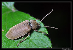Coleoptera/Dascillidae