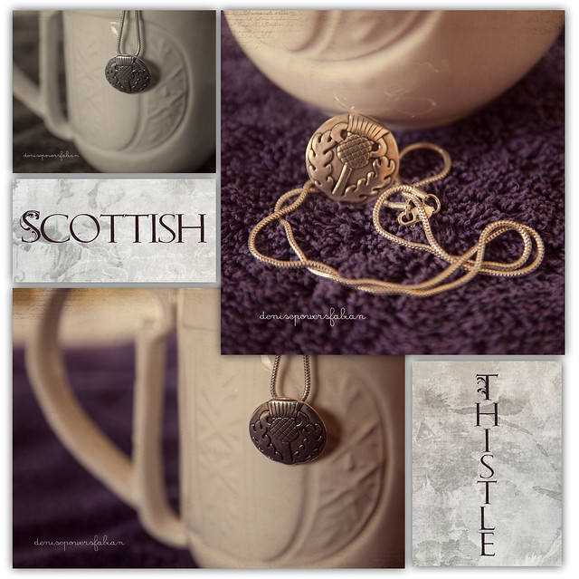 Scottish Thistle - 13/365