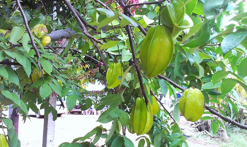 Koh Samui Star fruits tree-スターフルーツ