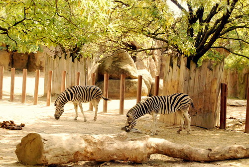 PZ - zebras-001
