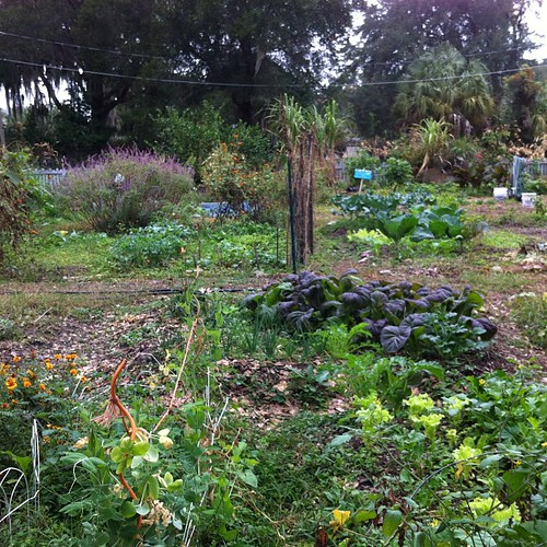 Thriving community garden