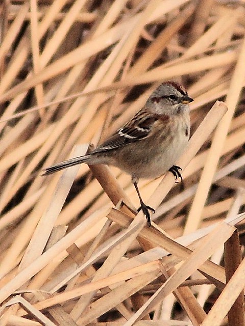 American Tree Sparrow 20121115