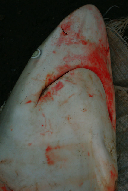 Shark at Abu Dhabi Fish Market