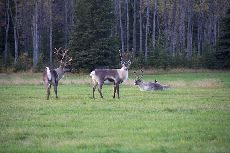 Alaskan Wildlife 16