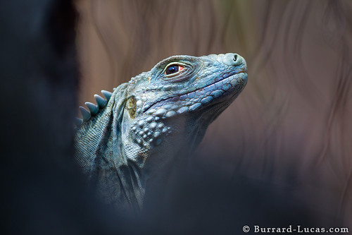 Blue Iguana by Burrard-Lucas Wildlife Photography