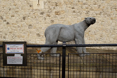 Henry III's Polar Bear
