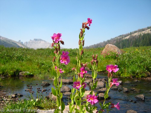 Flowers near the east end of Bonneville Pass, Shoshone National Forest, Wyoming