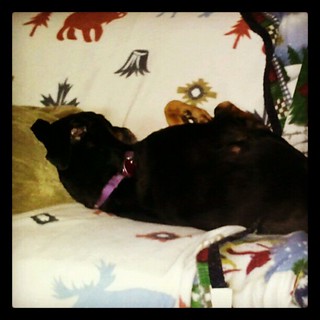 Lazy Sunday! #dogs #dobermanmix #dobiemix #dogstagram #sleepy #love