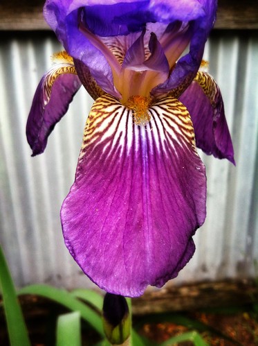 Bearded Iris. Day 303/366.