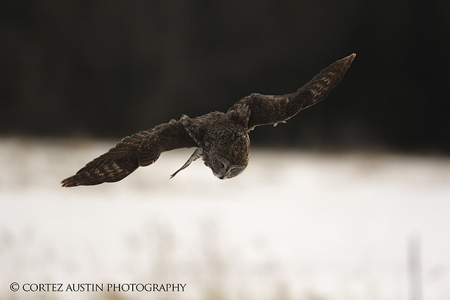Great Gray Owl Hunting