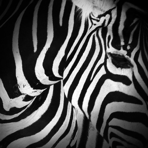 zebra by vdorse