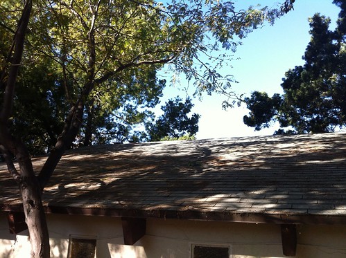 A leafless roof is a wonderful thing