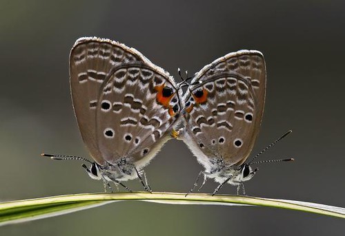 love-butterfly