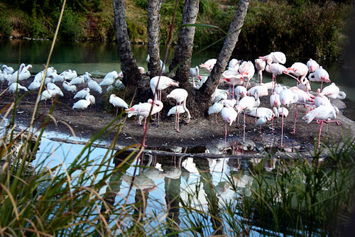 AK_SafariRide_Flamingos