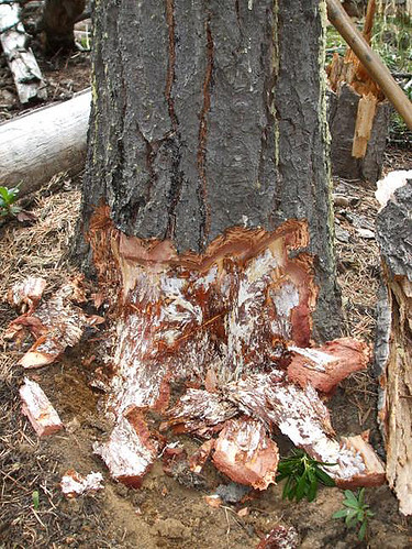 Armillaria mycelial felts under the bark of a live-infected tree on Oct. 10, 2008. Note the resin exudate on the lower bole; another symptom of Armillaria infection. US Forest Service photo.