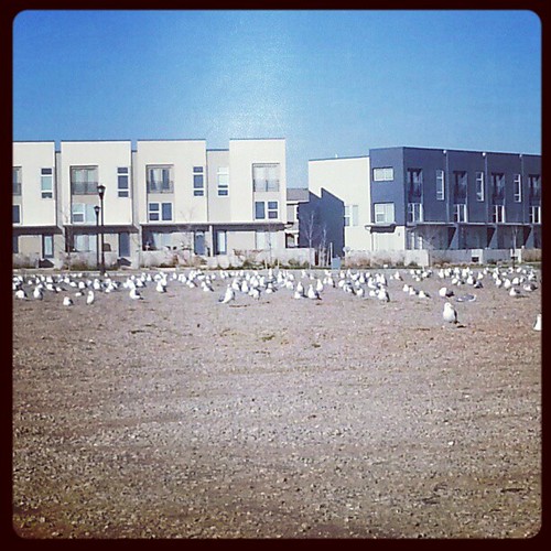 And hundreds of gulls next to the lake